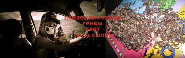 шишки Алзамай